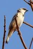 Desert Sparrow (Passer simplex) - Morocco