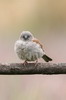 Swainson's Sparrow (Passer swainsonii) - Ethiopia