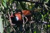 Red Warbler (Cardellina rubra) - Mexico