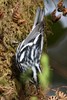 Black-and-white Warbler (Mniotilta varia) - Panama