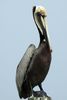 Brown Pelican (Pelecanus occidentalis) - United States