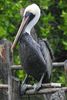 Brown Pelican (Pelecanus occidentalis) - Mexico