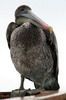 Brown Pelican (Pelecanus occidentalis) - Galapagos Islands