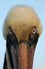 Brown Pelican (Pelecanus occidentalis) - Galapagos Islands