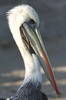 Peruvian Pelican (Pelecanus thagus) - Peru