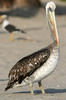 Peruvian Pelican (Pelecanus thagus) - Peru