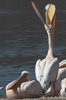 Great White Pelican (Pelecanus onocrotalus) - Kenya