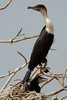 Great Cormorant (Phalacrocorax carbo) - Senegal
