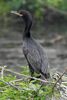 Neotropical Cormorant (Phalacrocorax brasilianus) - United States