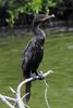 Neotropical Cormorant (Phalacrocorax brasilianus) - Mexico