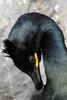 European Shag (Phalacrocorax aristotelis) - Norway