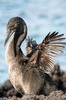 Flightless Cormorant (Phalacrocorax harrisi) - Galapagos Islands