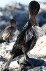 Flightless Cormorant (Phalacrocorax harrisi) - Galapagos Islands