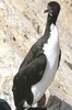 Guanay Cormorant (Leucocarbo bougainvillii) - Peru