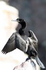 Neotropical Cormorant (Phalacrocorax brasilianus) - Peru