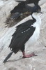 Imperial Shag (Phalacrocorax atriceps) - Argentina