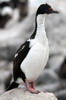 Imperial Shag (Phalacrocorax atriceps) - Argentina