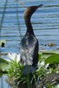 Pygmy Cormorant (Microcarbo pygmaeus) - Romania