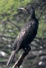 Indian Cormorant (Phalacrocorax fuscicollis) - India