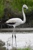 Greater Flamingo (Phoenicopterus roseus) - France