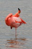 American Flamingo (Phoenicopterus ruber) - Galapagos Islands