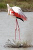 Greater Flamingo (Phoenicopterus roseus) - France