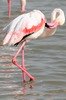 Greater Flamingo (Phoenicopterus roseus) - France