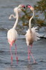 Greater Flamingo (Phoenicopterus roseus) - France