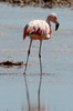 Chilean Flamingo (Phoenicopterus chilensis) - Chile