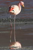 Puna Flamingo (Phoenicoparrus jamesi) - Bolivia