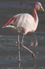 Puna Flamingo (Phoenicoparrus jamesi) - Bolivia