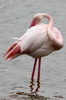 Greater Flamingo (Phoenicopterus roseus) - Spain