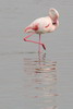 Greater Flamingo (Phoenicopterus roseus) - France