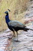 Indian Peafowl (Pavo cristatus) - India