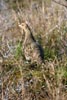 Grey Partridge (Perdix perdix) - France