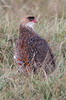 Chestnut-naped Francolin (Pternistis castaneicollis) - Ethiopia