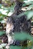 Ruffed Grouse (Bonasa umbellus) - Canada