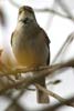 Willow Warbler (Phylloscopus trochilus) - France