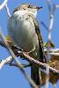 Willow Warbler (Phylloscopus trochilus) - France