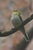 Wood Warbler (Phylloscopus sibilatrix) - France