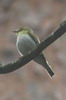 Wood Warbler (Phylloscopus sibilatrix) - France