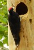 Black Woodpecker (Dryocopus martius) - France