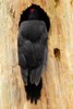 Black Woodpecker (Dryocopus martius) - France