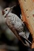 Arizona Woodpecker (Leuconotopicus arizonae) - United States