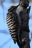 Ladder-backed Woodpecker (Dryobates scalaris) - United States
