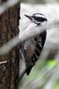 Downy Woodpecker (Dryobates pubescens) - United States