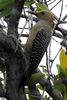 Golden-fronted Woodpecker (Melanerpes aurifrons) - Mexico