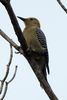 Golden-fronted Woodpecker (Melanerpes aurifrons) - Mexico