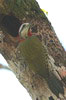 Cuban Green Woodpecker (Xiphidiopicus percussus) - Cuba