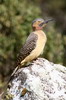 Southern Andean Flicker (Colaptes rupicola) - Peru